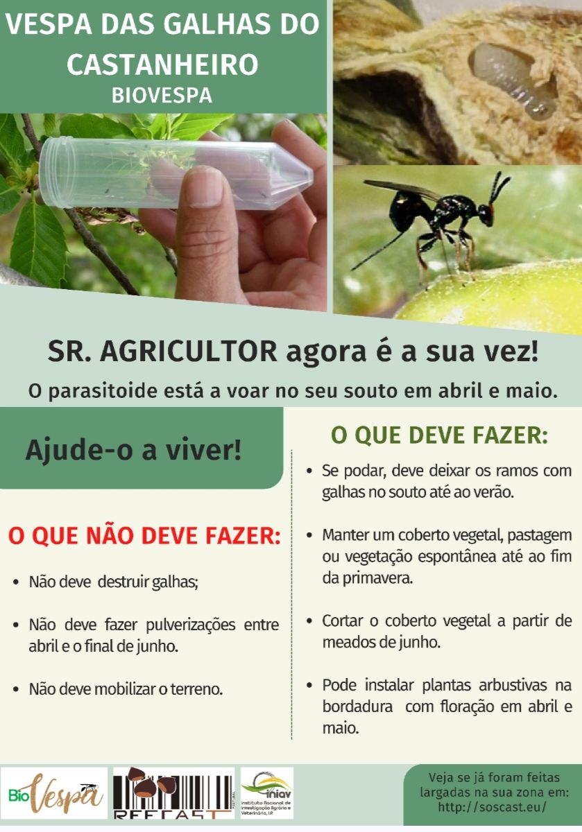 Vespa das Galhas do Castanheiro – Controlo Biológico