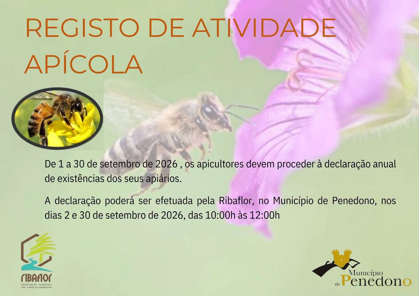 Declaração Anual de Existências Apícolas decorre durante o mês de setembro